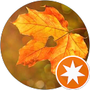 Sabiya Nabi profile picture